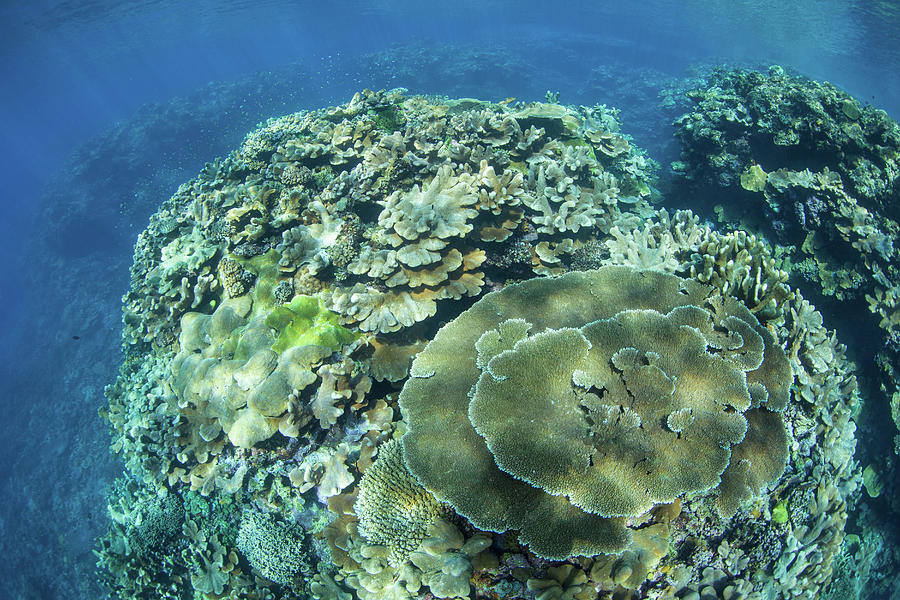 Healthy Corals Grow On A Shallow Reef Photograph by Ethan Daniels ...
