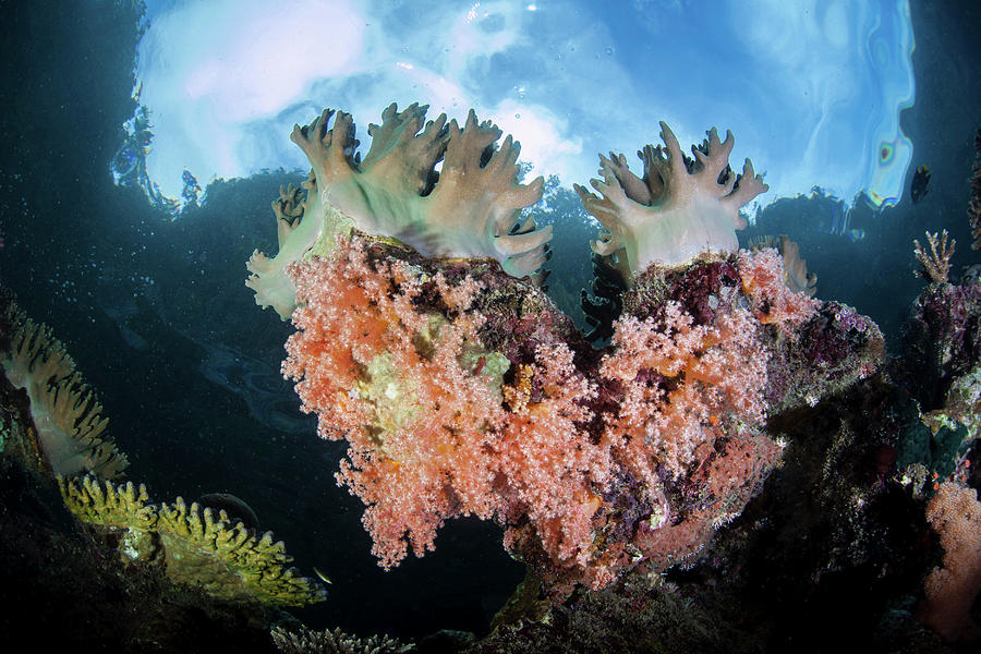 Healthy Corals Grow On A Vibrant Reef Photograph By Ethan Daniels Pixels