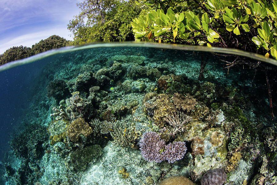 Healthy Corals Grow On The Edge Photograph by Ethan Daniels | Fine Art ...