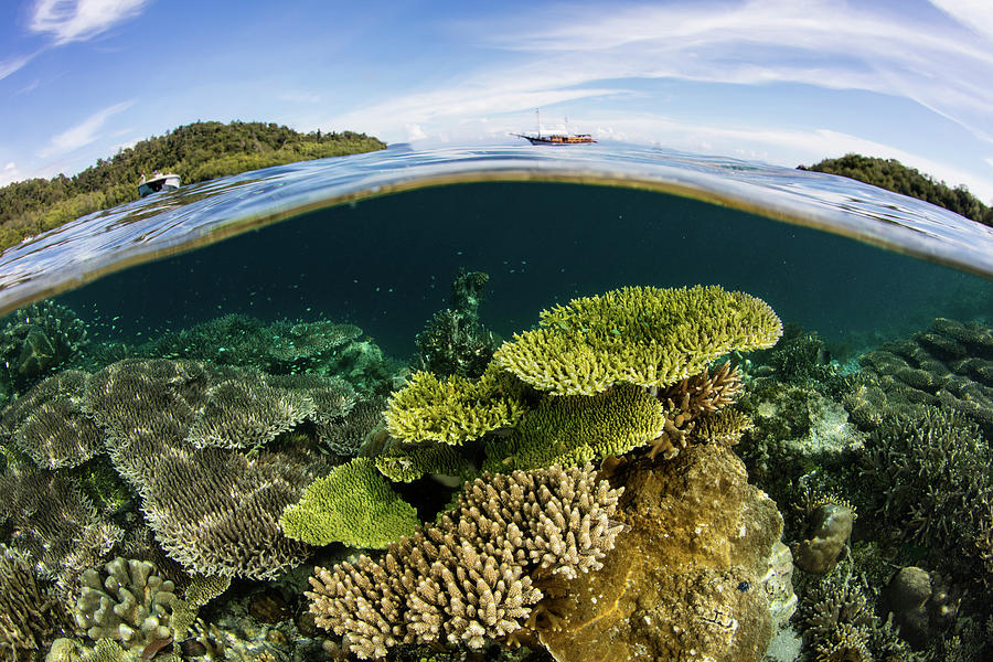 Healthy Corals Thrive In A Remote Part Photograph by Ethan Daniels - Pixels