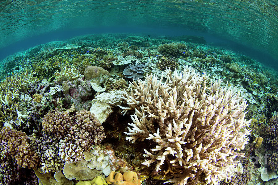 Healthy Hard Coral Reef Photograph by Louise Murray/science Photo Library