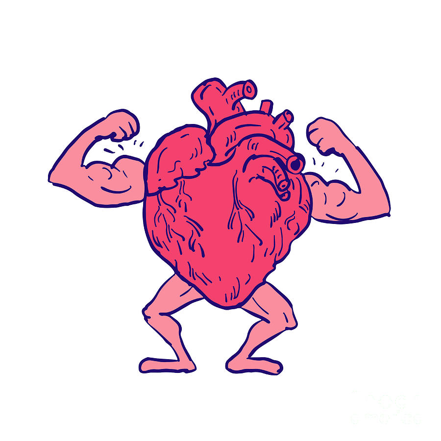 healthy human heart drawing