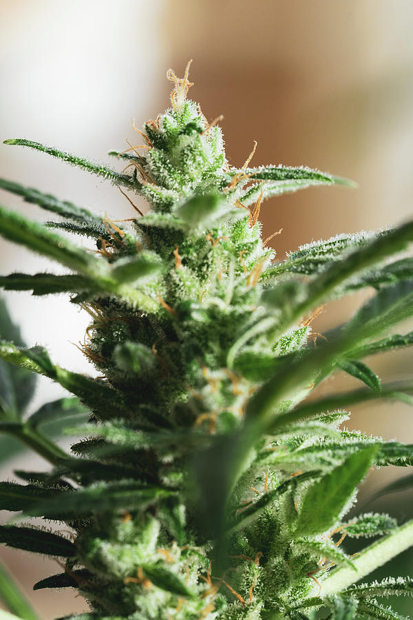 Healthy Marijuana Bud Grows Upwards In Dappled Sunlight Photograph by ...