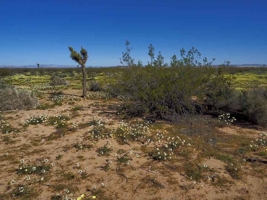 Healthy Mojave Desert Photograph by Richard Thomas
