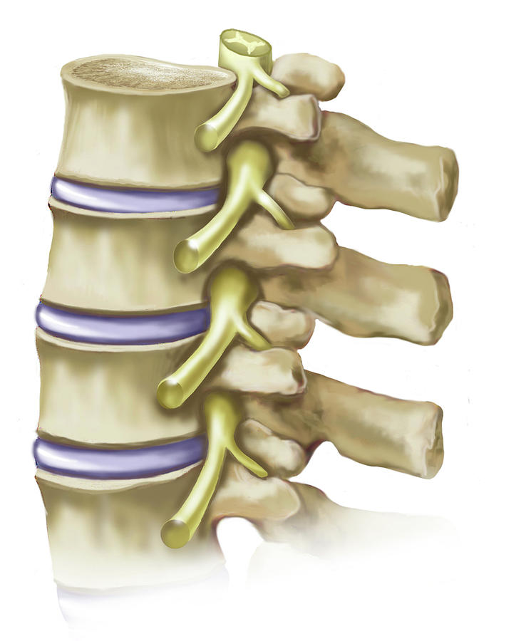 Healthy Thoracic Vertebrae Photograph by Elise Walmsley Mac-Wha - Fine ...