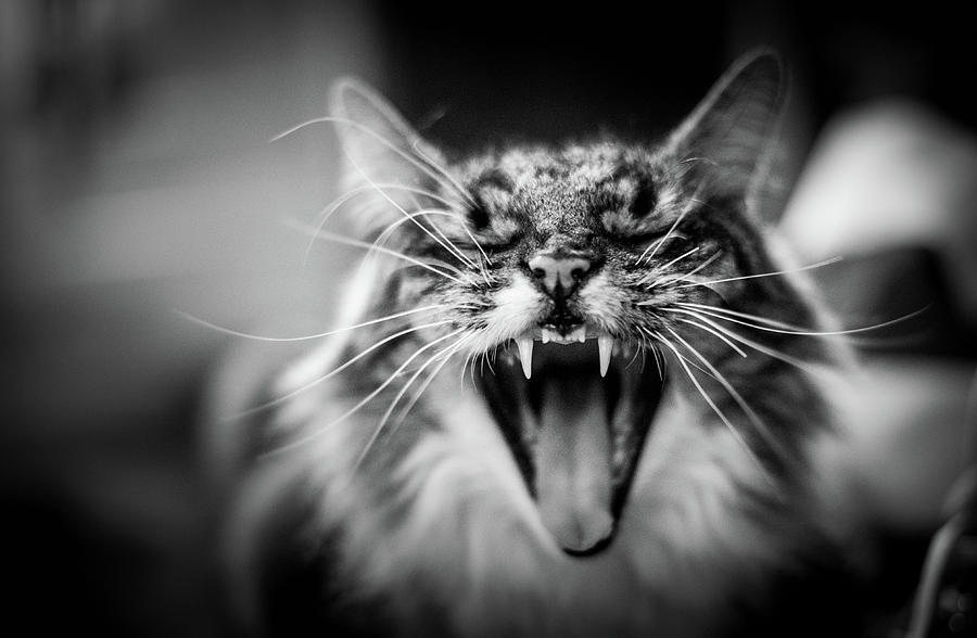 Hear Me Meow Photograph by Olivier Roca