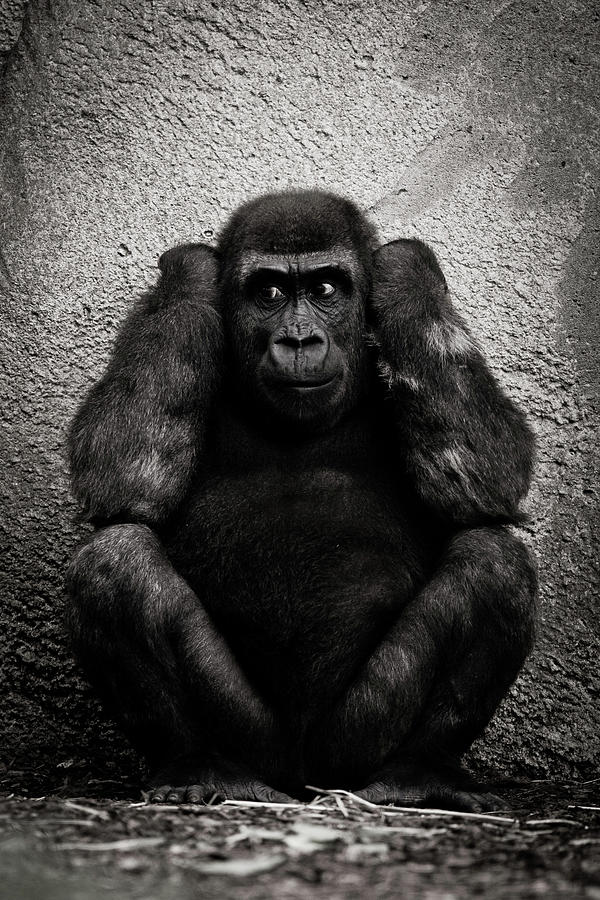 Hear No Evil Photograph by Craig P. Jewell