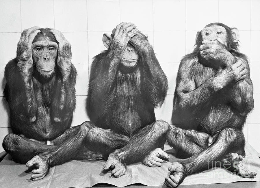 hear no evil see no evil speak no evil monkeys