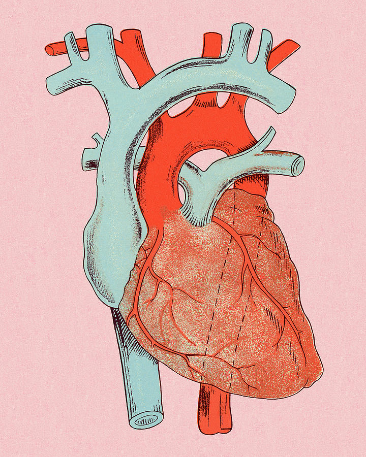 Human Heart Stock Illustration - Download Image Now - Diagram, Anatomy,  Biology - iStock