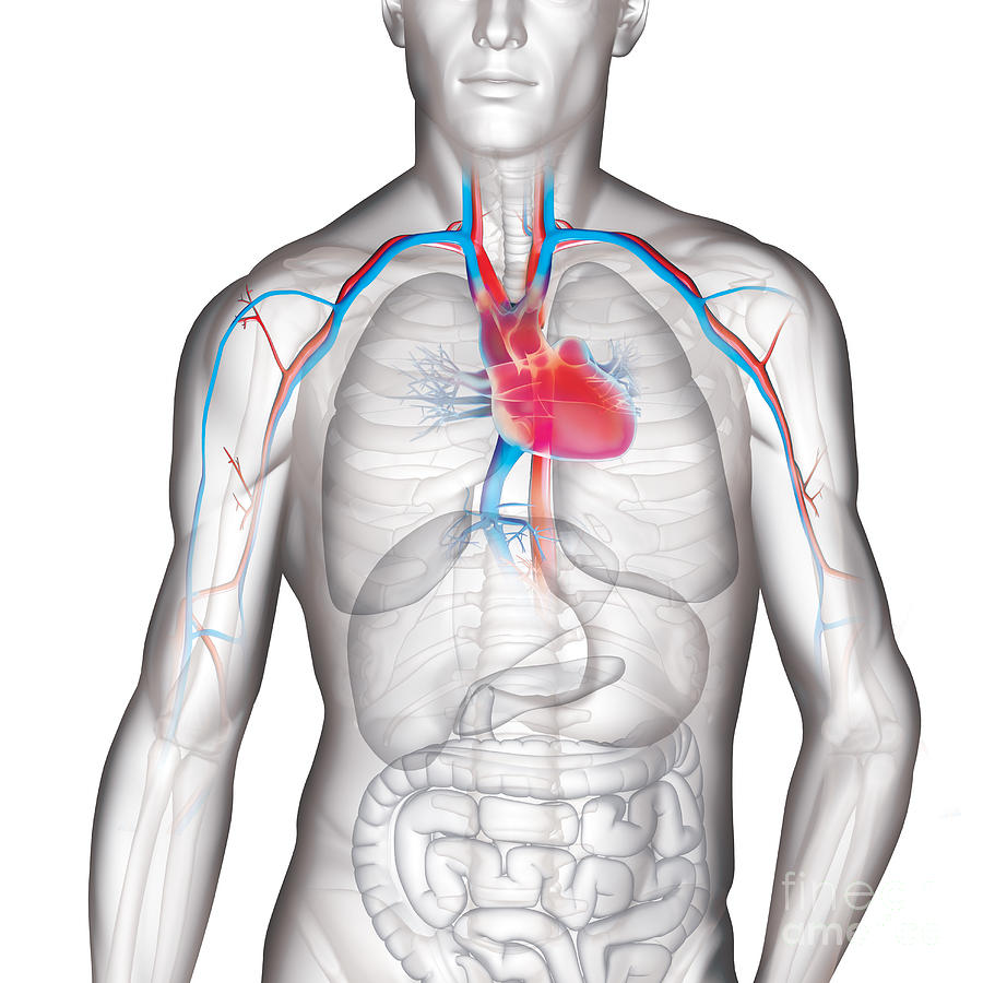 Heart Photograph by Fernando Da Cunha/science Photo Library - Fine Art ...