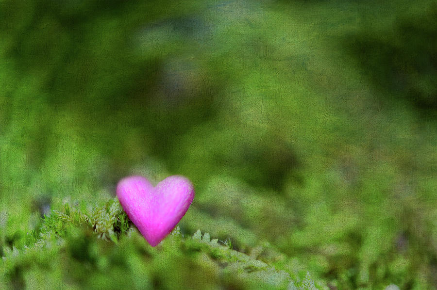 Heart In Moss Photograph by Alexandre Fp