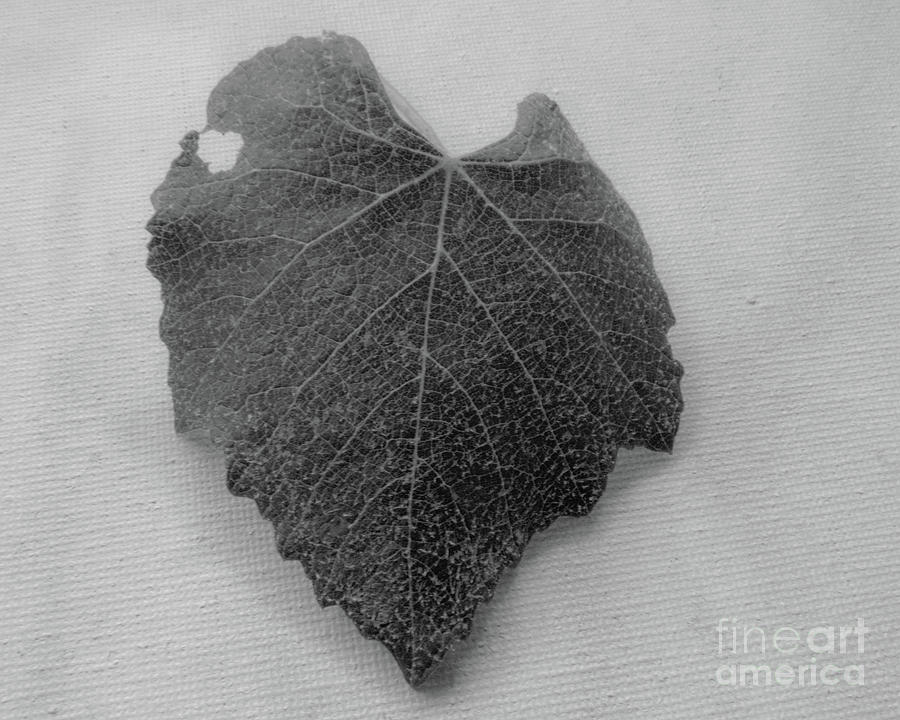 Heart Leaf with a hole in it by Christy Garavetto Heart Leaf with a hole in it by Christy Garavetto