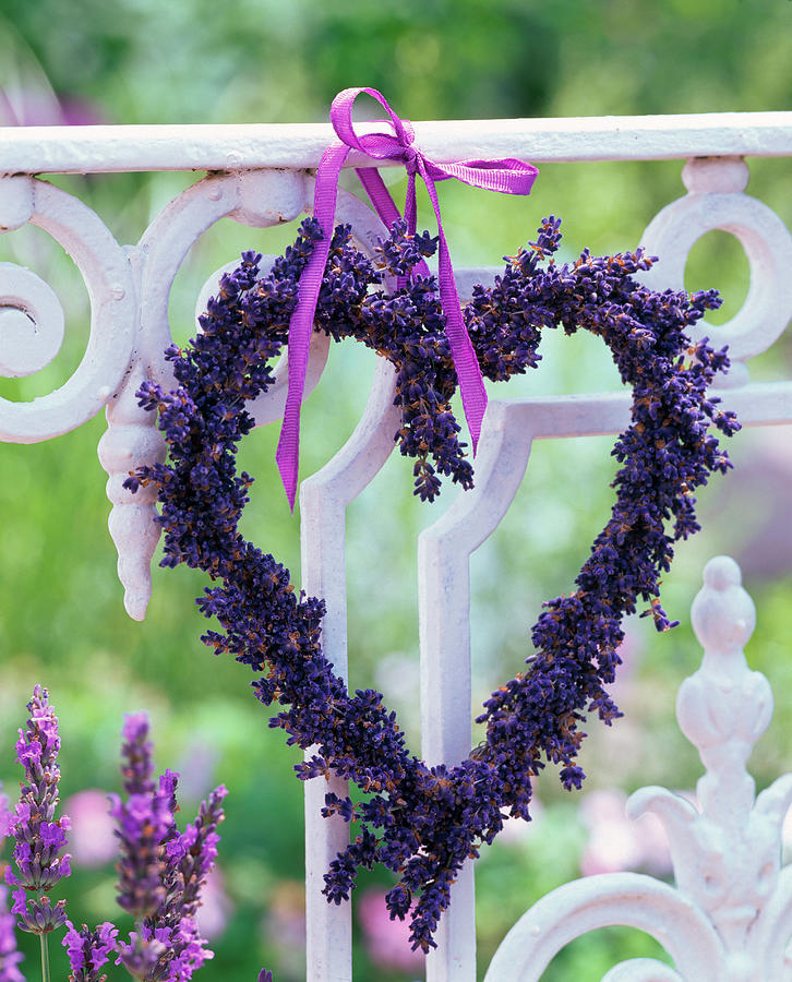 Heart Made Of Dried Lavandula lavender On Balcony Railing Photograph by Friedrich Strauss