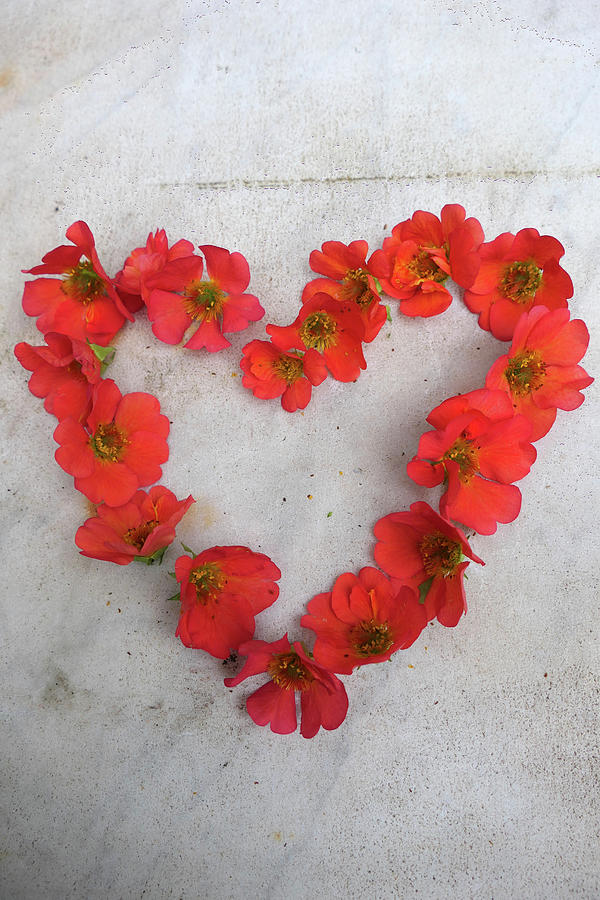 Heart Made Out Of Avens Flowers geum Coccineum lady Bradshaw Photograph by Marieke Nolsen