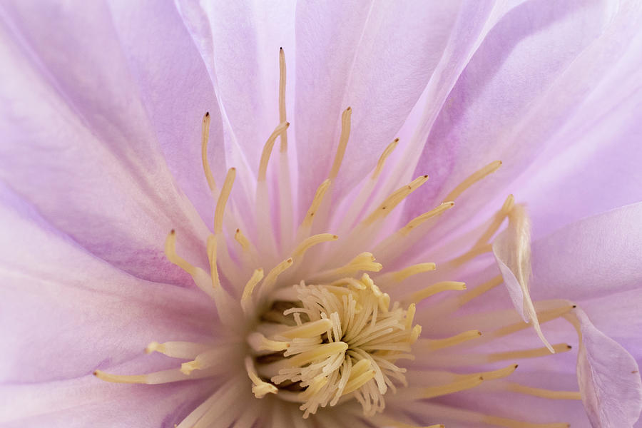 Heart Of A Clematis Photograph