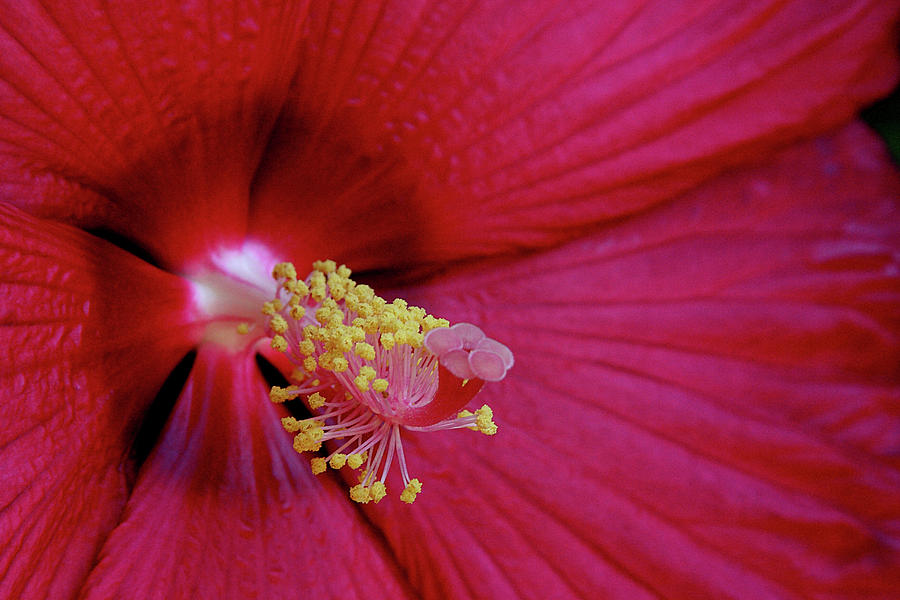 Heart of a Hibiscus by Marie Leslie Heart of a Hibiscus by Marie Leslie