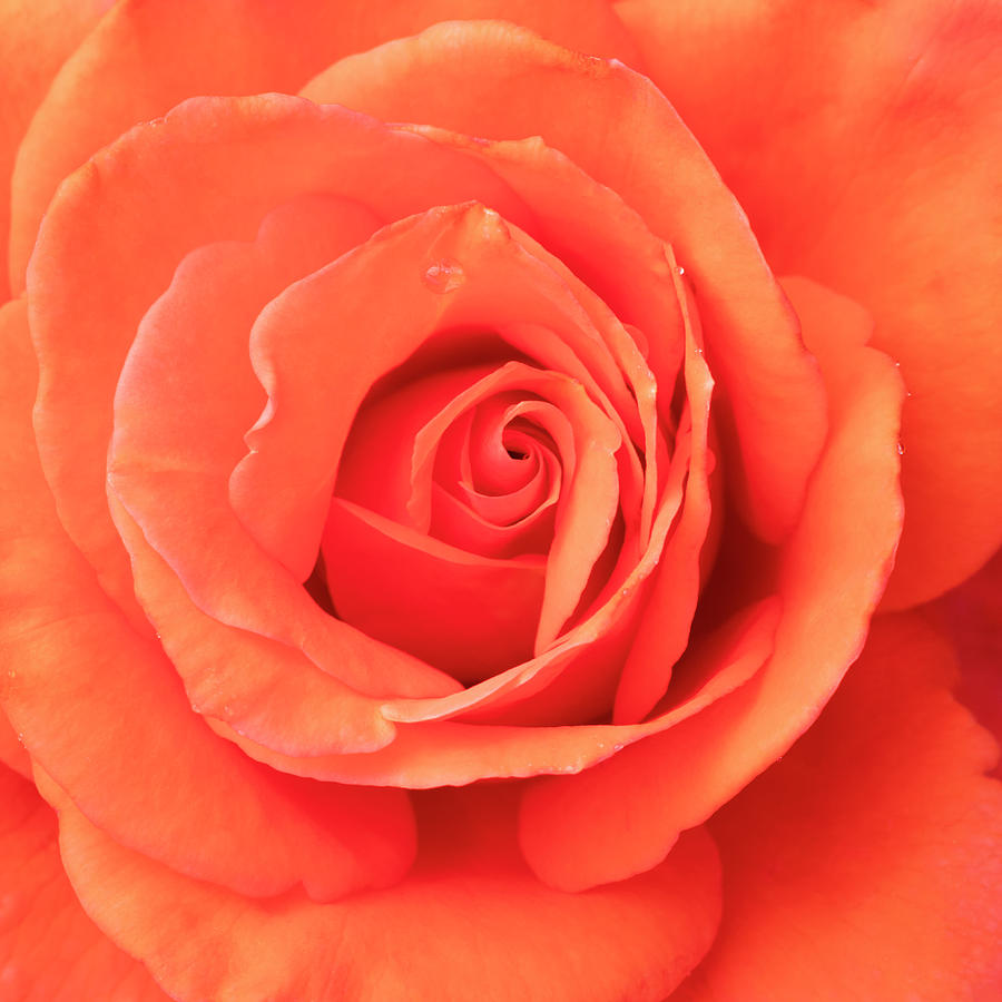 Heart of a Rose Photograph by Patty Colabuono