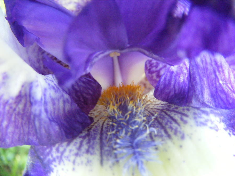 Iris Photograph - Heart of an iris by Louise Dubois