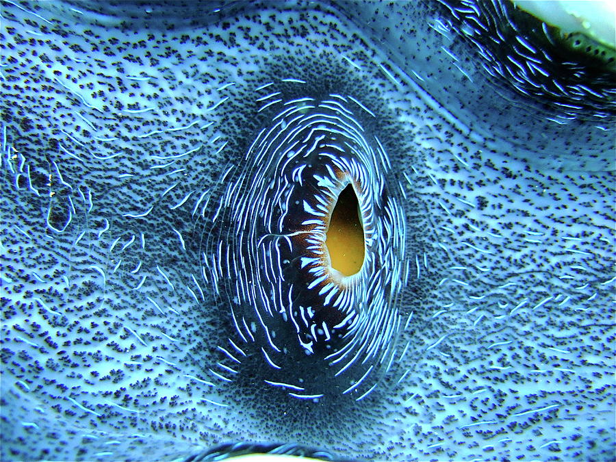Heart Of Giant Clam Photograph by Dr Peter M Forster