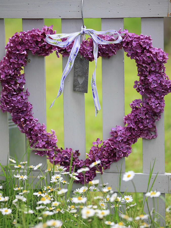 Heart Of Lilac Blossoms Hung On The Fence For Mothers Day Photograph by Sonja Zelano