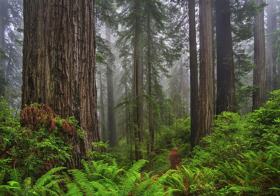Redwood National Park Photograph - Heart of Redwoods by Greg Nyquist