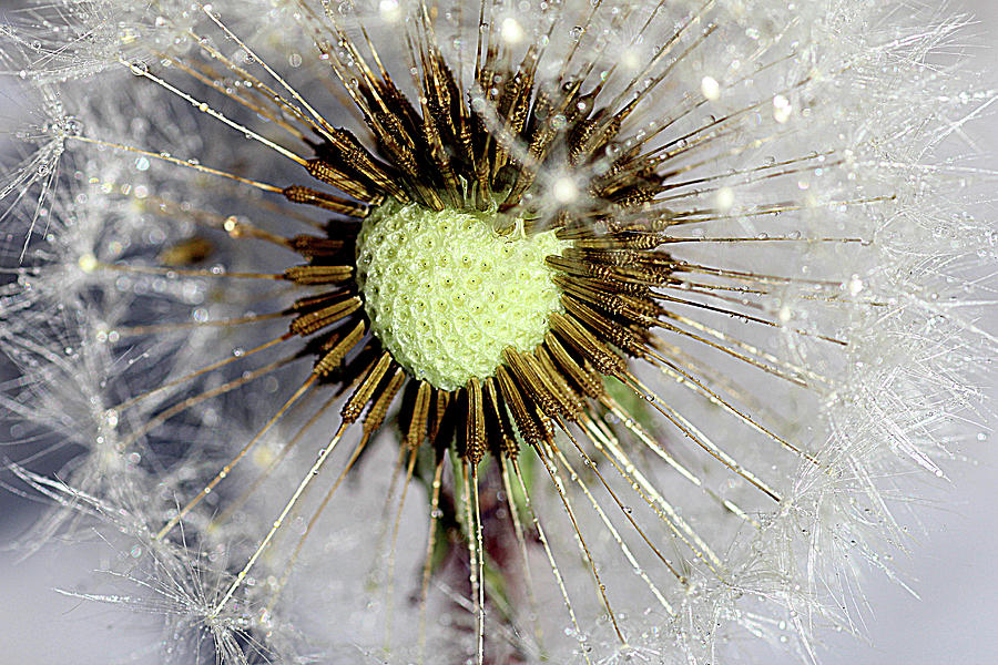 Heart of the dandelion Photograph by Martin Smith