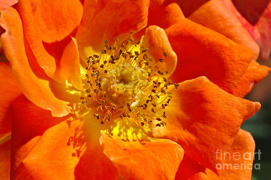 Heart Of The Orange Rose Photograph by Joy Watson