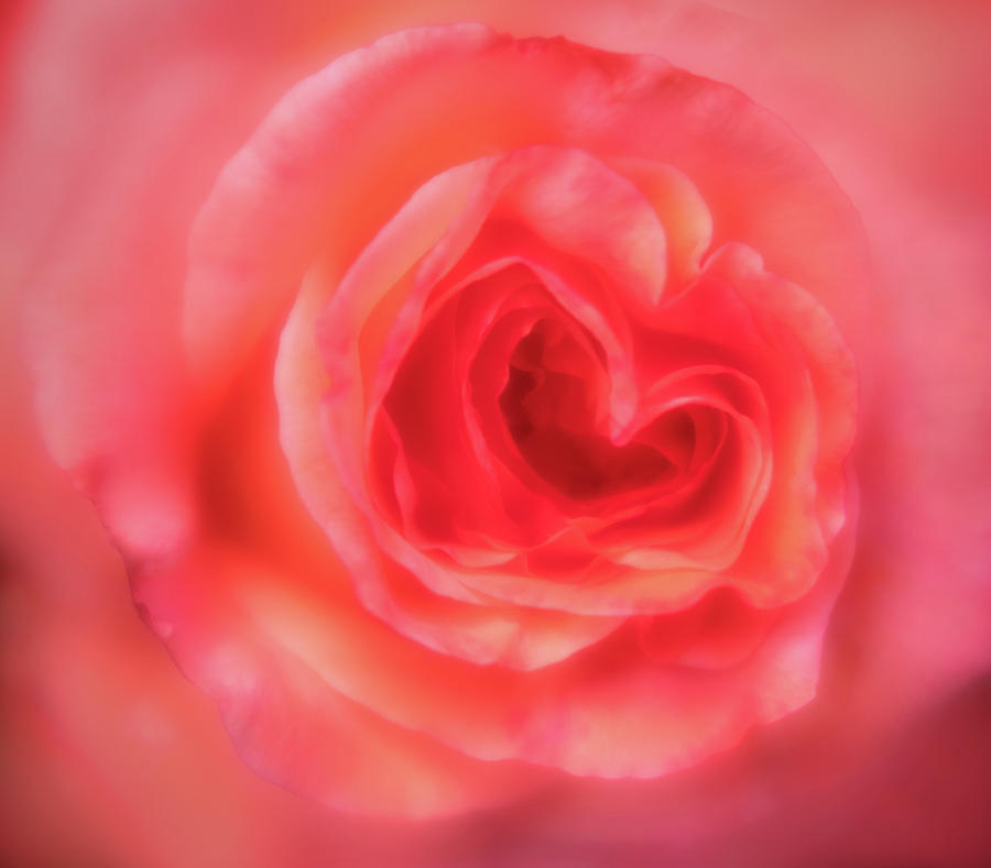 Heart of the Rose Photograph by Mary Jo Allen