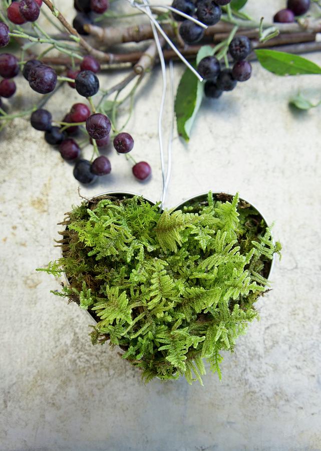 Heart-shaped Cookie Cutter Filled With Moss To Make A Hanging Ornament And A Branch With Aronia Berries Photograph by Martina Schindler