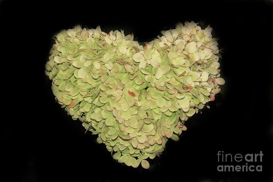Heart Shaped Hydrangea by Karen Silvestri Heart Shaped Hydrangea by Karen Silvestri