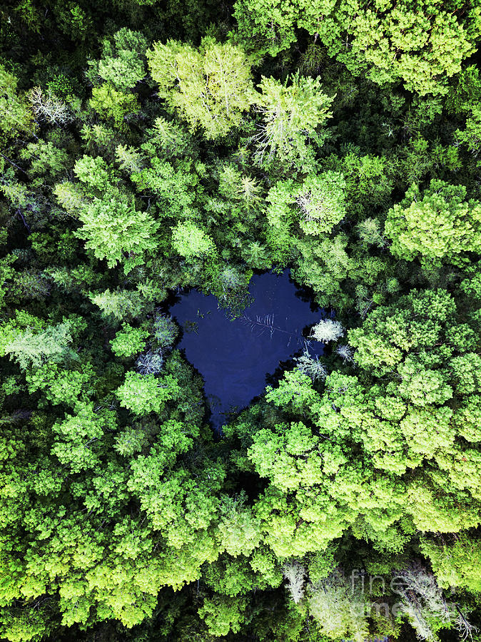 Heart Shaped Pond Photograph by Shaunl