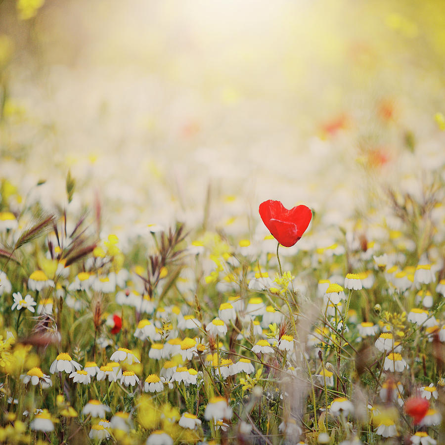 Heart Shaped Poppy Photograph by Julia Davila-lampe