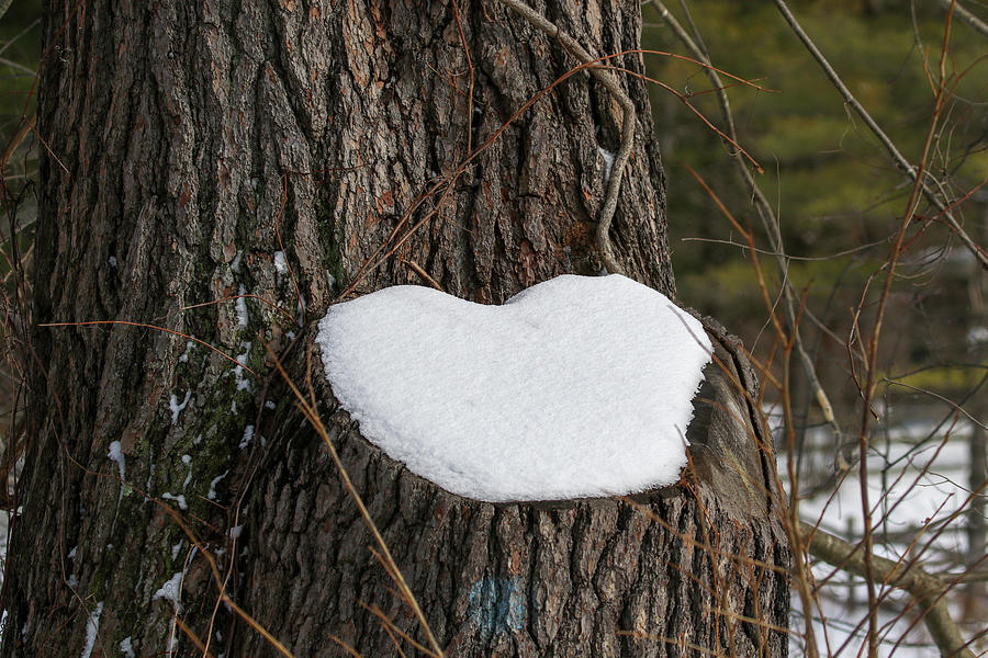 Heart Shaped Stump Photograph by Debbie Storie - Fine Art America