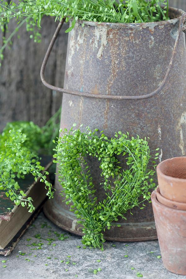 Heart-shaped Wreath Of Shepherds Purse Leaning Against Old Jug Photograph by Martina Schindler