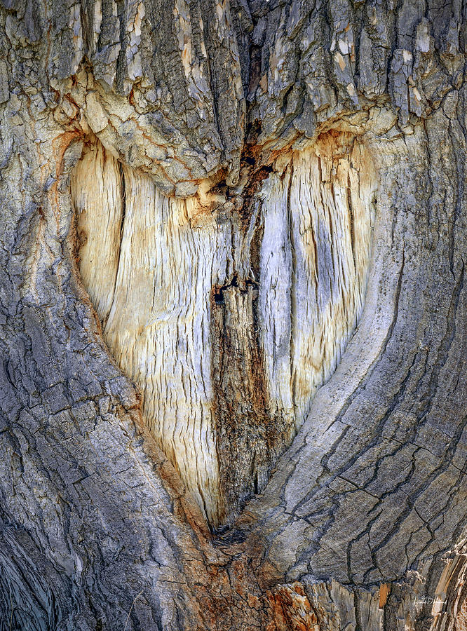 Heart Tree Photograph by Leland D Howard