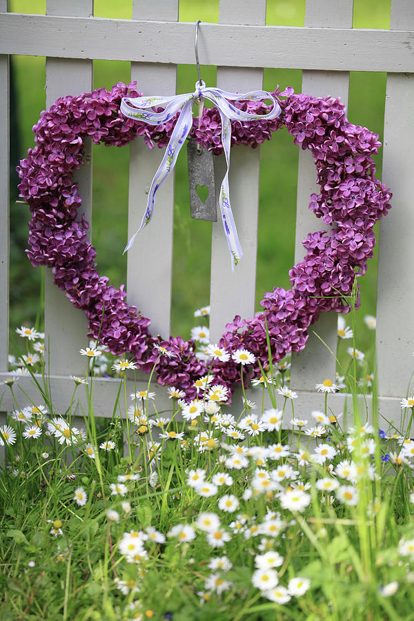Heart Wreath Made Of Lilac Blossoms For Mothers Day Hung On The Fence, With A Flower Meadow With Daisies Photograph by Sonja Zelano