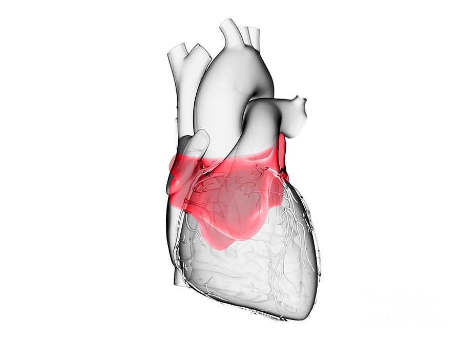 Hearts Left Atrium Photograph by Sebastian Kaulitzki/science Photo Library