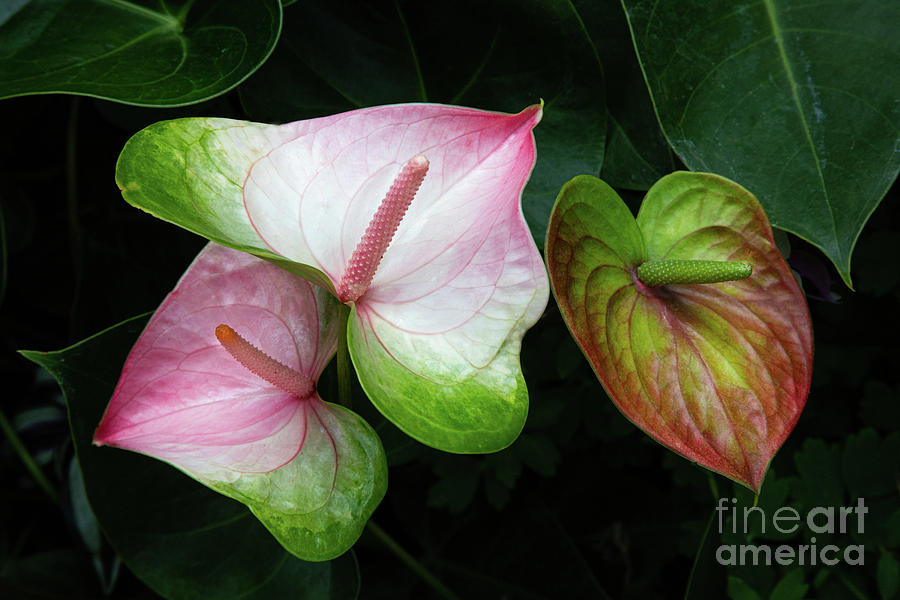 Conservatory Photograph - Hearts Together by Marilyn Cornwell Conservatory Photograph - Hearts Together by Marilyn Cornwell