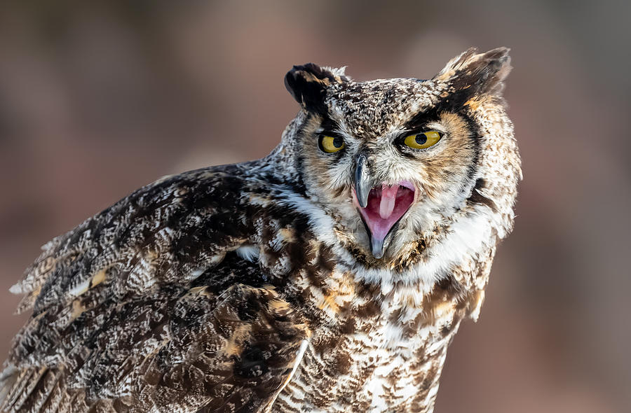 Heat Homed Owl Photograph by Davidhx Chen