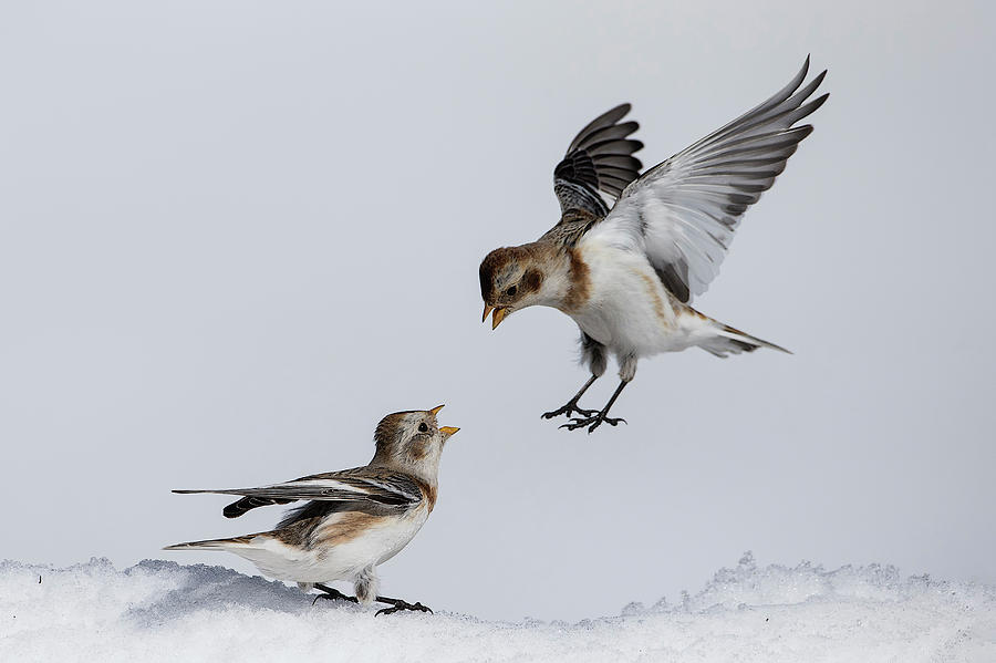 Winter Photograph - Heated Discussion by Alberto Carati
