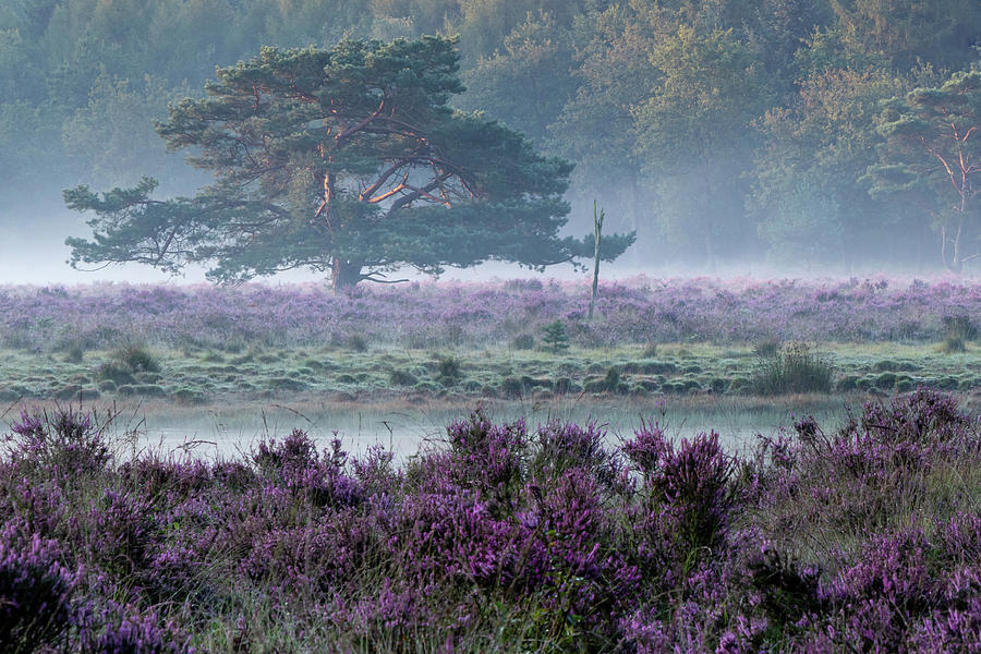 Heath And Morning Fog. Photograph by Anjo Ten Kate Heath And Morning Fog. Photograph by Anjo Ten Kate