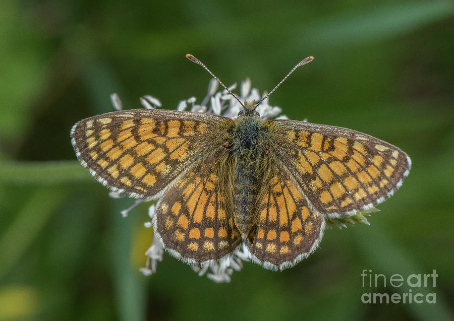 Butterfly Photograph - Heath Fritillary Basking In Sunshine by Bob Gibbons/science Photo Library