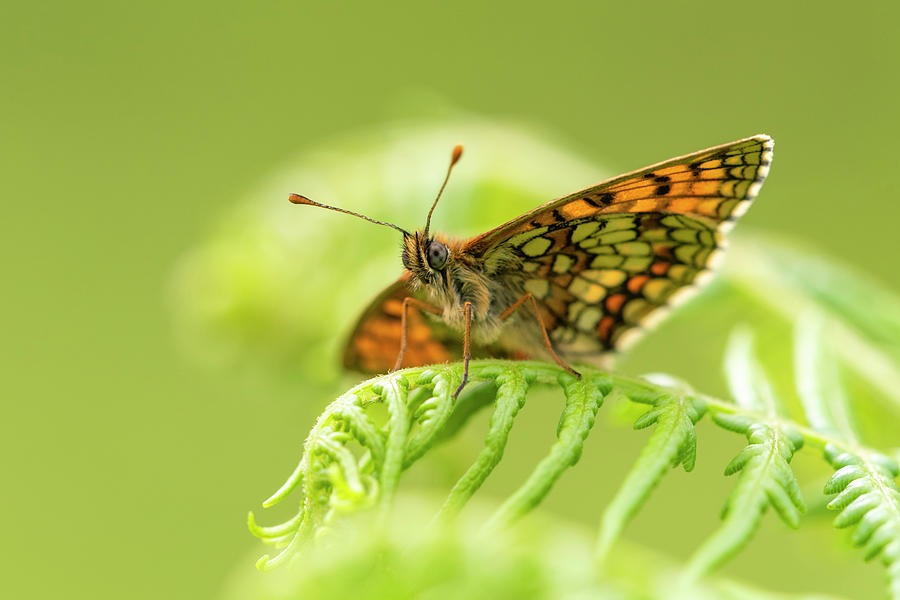 Heath Fritillary Butterfly Basking, Exmoor Np, Devon, Uk Photograph by ...