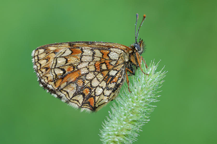 Heath Fritillary Mellicta Athalia In Photograph by Martin Ruegner ...