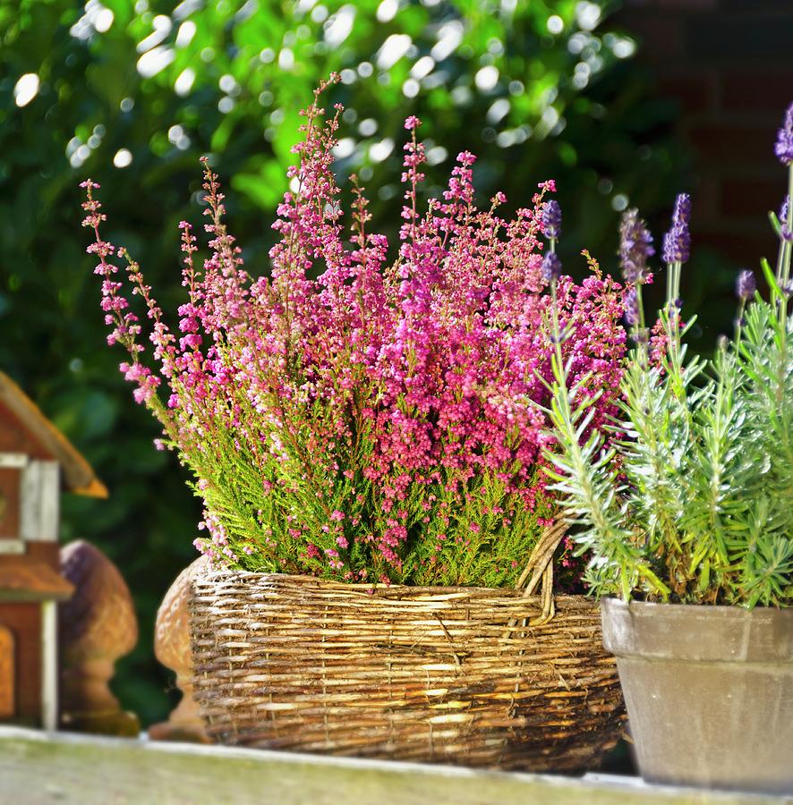 Heather And Lavender In Sunlight Photograph by Chris Schäfer - Fine Art ...