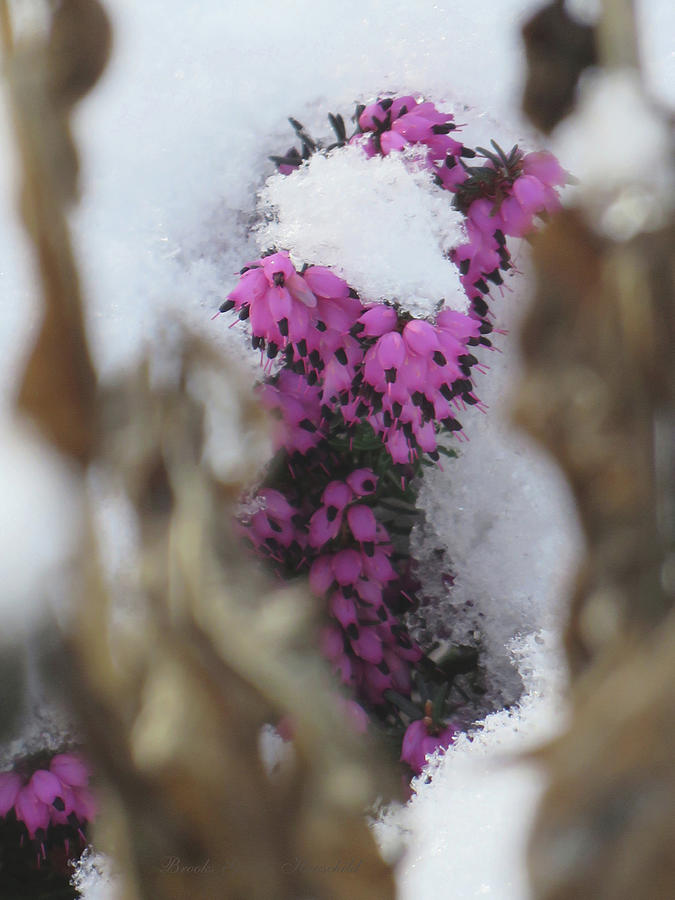 WinterSpring - Heather in March - Floral Photography and Art Photograph by Brooks Garten Hauschild