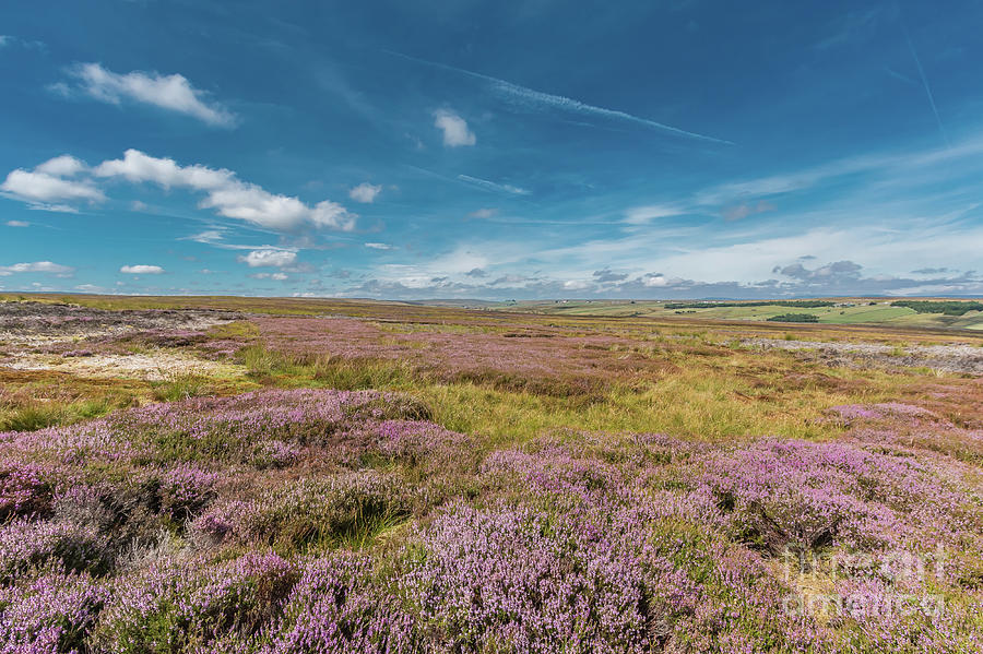 Flower Photograph - Heather Moor in Flower by Richard Laidler