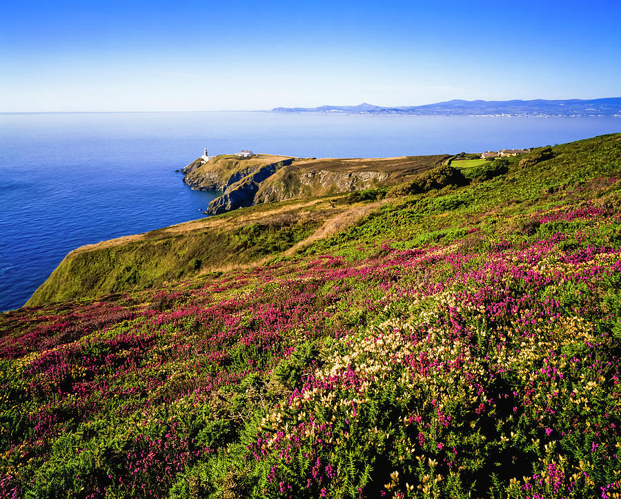 Mountain Photograph - Heather On Howth Head, And Dublin Bay by The Irish Image Collection
