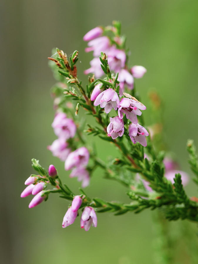 Heather Pink