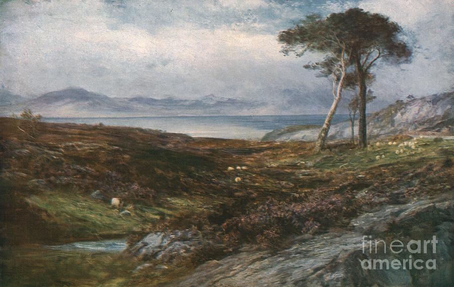 Heather Scottish Highlands Drawing by Print Collector